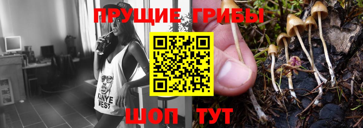 Выборг  Псилоцибиновые грибы Cubensis  Вход с VPN 
